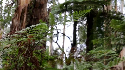 Temperate Rainforest 1 스톡 동영상 45353436