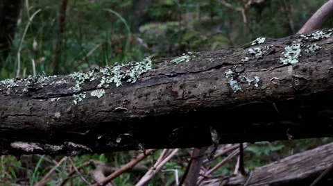 Temperate Rainforest 1 스톡 동영상 45353465