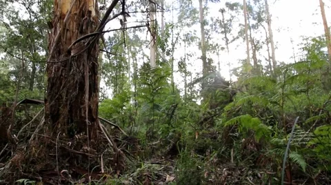 Temperate Rainforest 1 스톡 동영상 45353706