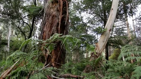 Temperate Rainforest 1 스톡 동영상 45353919