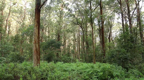 Temperate Rainforest - Australian Landscape Stock Footage 35789452