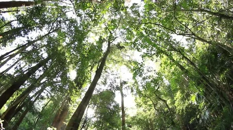 Temperate Rainforest Canopy Australia Stock Footage 42399823