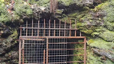 A temperate rainforest in Devon with water running off the rock face Stock-Footage 264895904