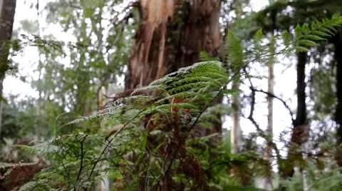 Temperate Rainforest Fern Close up 스톡 동영상 45352942