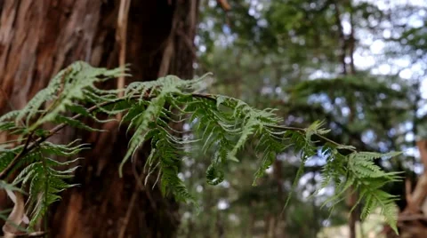 Temperate Rainforest Fern Frond 스톡 동영상 45353208