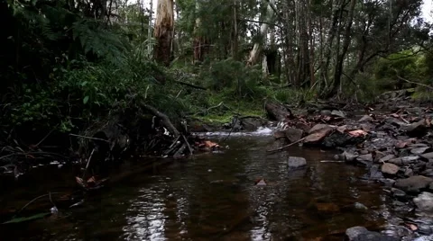 Temperate Rainforest flowing stream 스톡 동영상 45293199