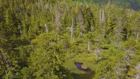 Temperate Rainforest Stock Footage 79122979