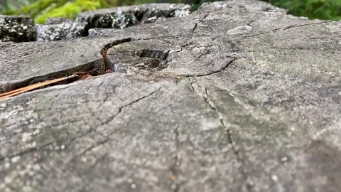 Temperate Rainforest 動画素材 257248873