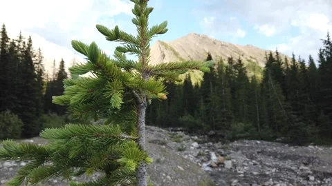 Temperate Rainforest Stock Footage 257248916