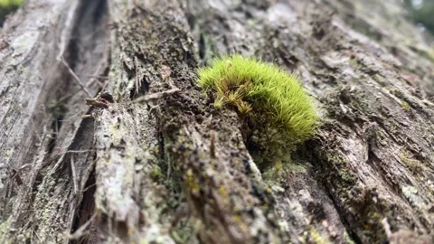 Temperate Rainforest Stock Footage 257249262