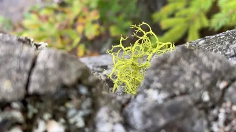 Temperate Rainforest 스톡 동영상 257249378