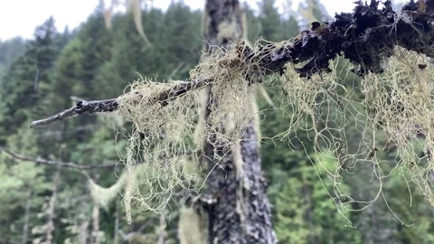 Temperate Rainforest Vídeo Stock 257249533