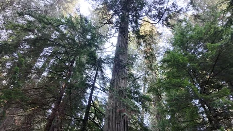 Temperate Rainforest Видео 300405879