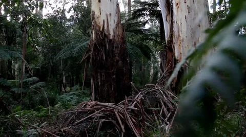 Temperate Rainforest Gum Trees and Ferns 스톡 동영상 45290668