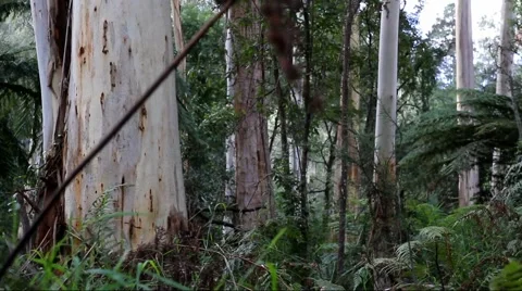 Temperate Rainforest Panning Shot 스톡 동영상 45353498