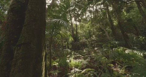 Temperate Rainforest Sunlight Through Trees Handheld Nature Scene Stock Footage 313574202