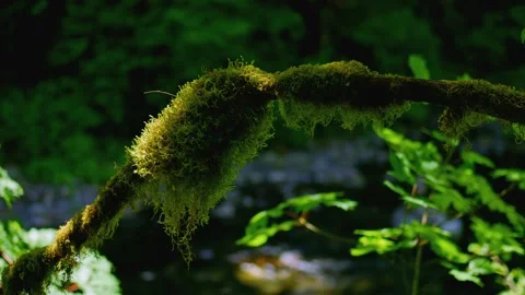 Temperate Rainforest Tree Branch with Epiphytic Moss and Canopy Light Stock Footage 337512644