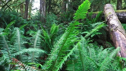 Temperate Rainforest, trees fall and enrich the understory Stock Footage 91504171