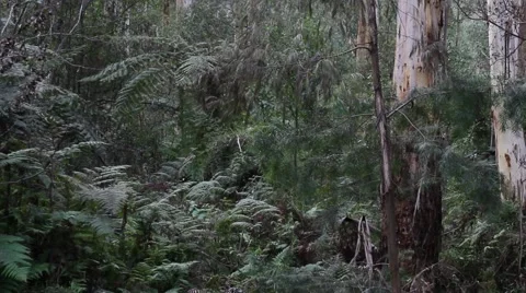 Temperate Rainforest Wide Panning Shot 스톡 동영상 45353329