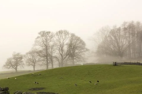 A temperature inversion leading to valley mist over a farm with Jacobs Sheep, Stock Photos