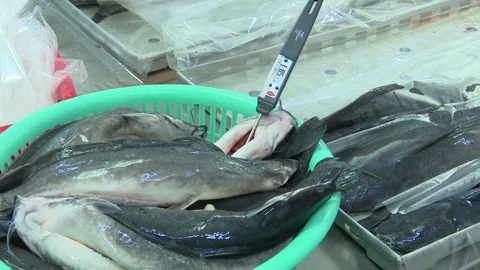 Temperature Probe Measuring Fish Batch in Seafood Processing Plant Stock Footage 344949844