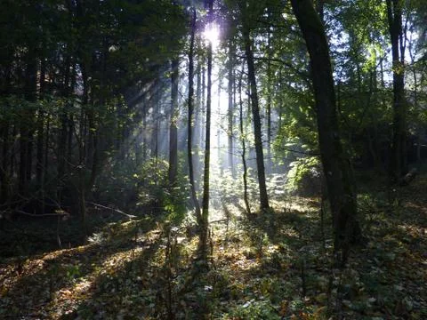Tempered light shining in the forest Foto stock