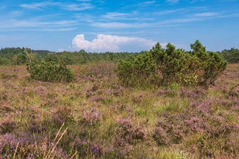 Tempest Clouds Are Concoting Over The Heath Stock Photos