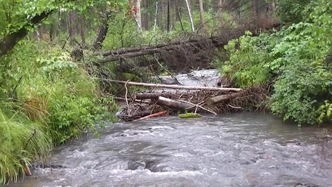 Tempestuous mountain river in wood year daytime Stock Footage 114364460