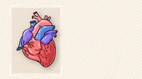 Template animation human beat heart. Cartoon style  human anatomy Stock Footage 132526433