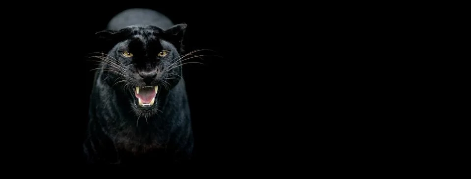 Template of a Black panther with a black background Stock Photos
