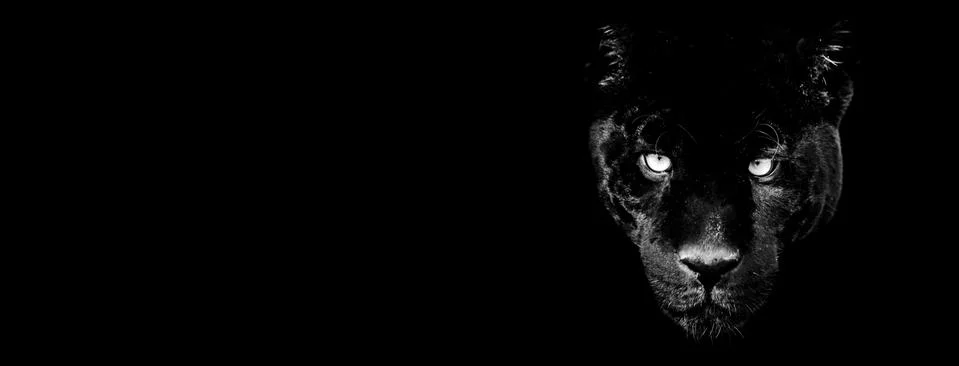 Template of black panther in B&amp;W with black background Stock Photos