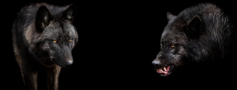 Template of black wolf with a black background Foto stock