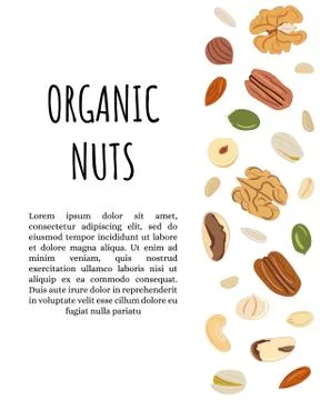 Template with border with nuts and seeds. Kitchen, cooking print and banner. Stock Illustration