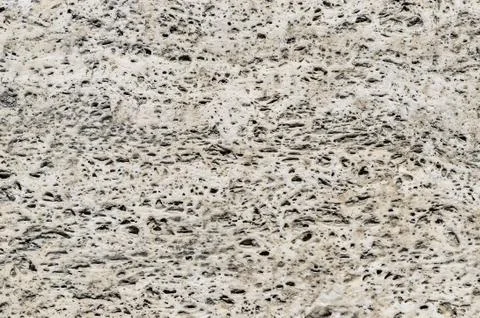Template for designers, old petrified shell rock. Stock Photos