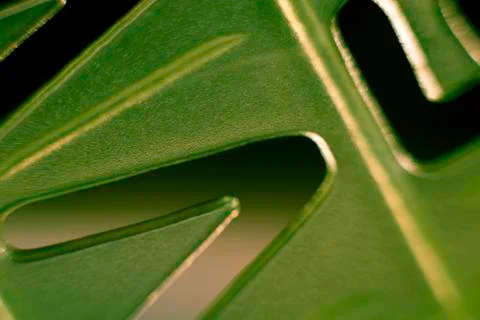 Template detail Stock Photos