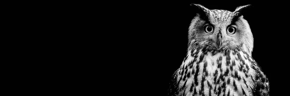 Template of a Eurasian Eagle-Owl with a black background Stock Photos