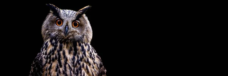 Template of a Eurasian Eagle-Owl with a black background Stock Photos
