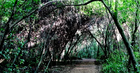 Template Vídeos de archivo 132768732