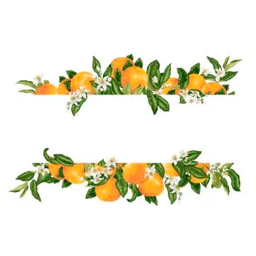 Template frame decprative vector element with citrus flowers and fruits 스톡 일러스트
