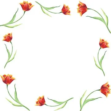 Template for frame with red tulips. Botanical watercolor illustration Stock Illustration