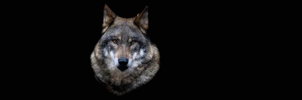 Template of a gray wolf with a black background Stock Photos