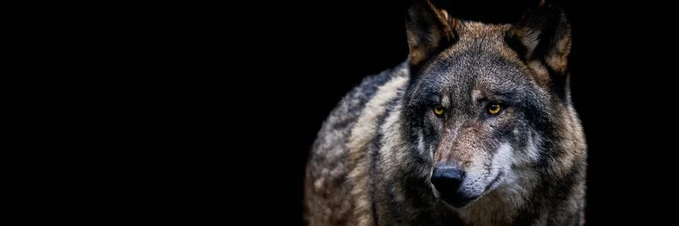 Template of a gray wolf with a black background Stock Photos