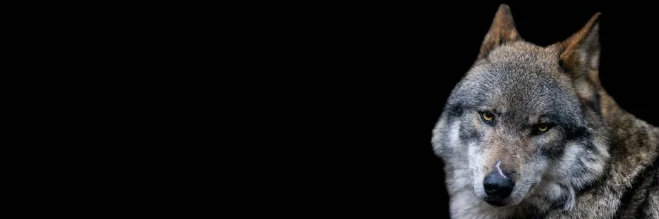 Template of a gray wolf with a black background Foto stock