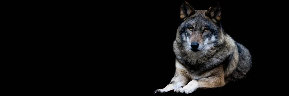 Template of a gray wolf with a black background Stock Photos