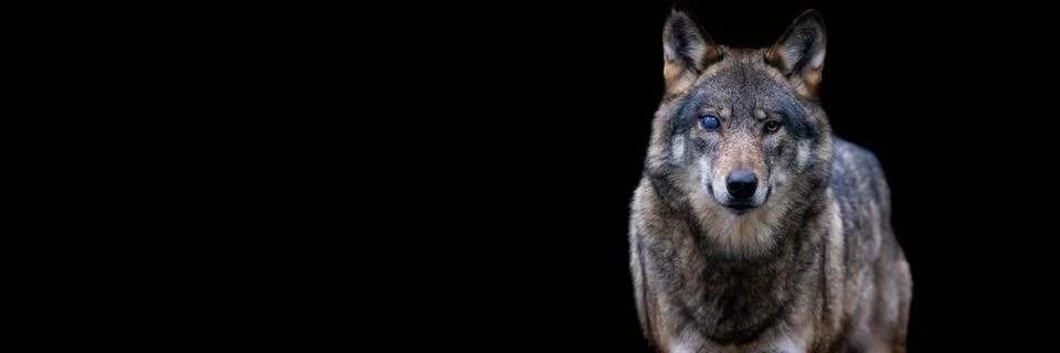 Template of a gray wolf with a black background Stock Photos