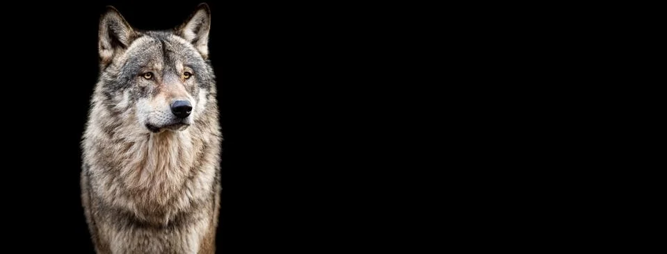 Template of Grey wolf with a black background Stock Photos