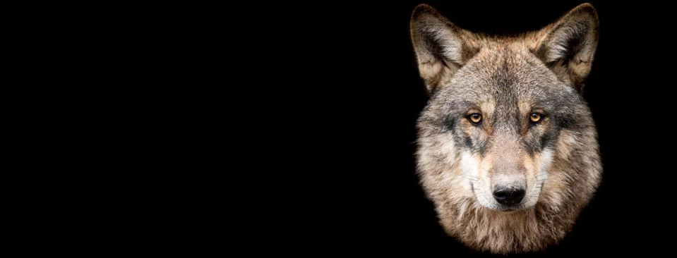 Template of Grey wolf with a black background Stock Photos