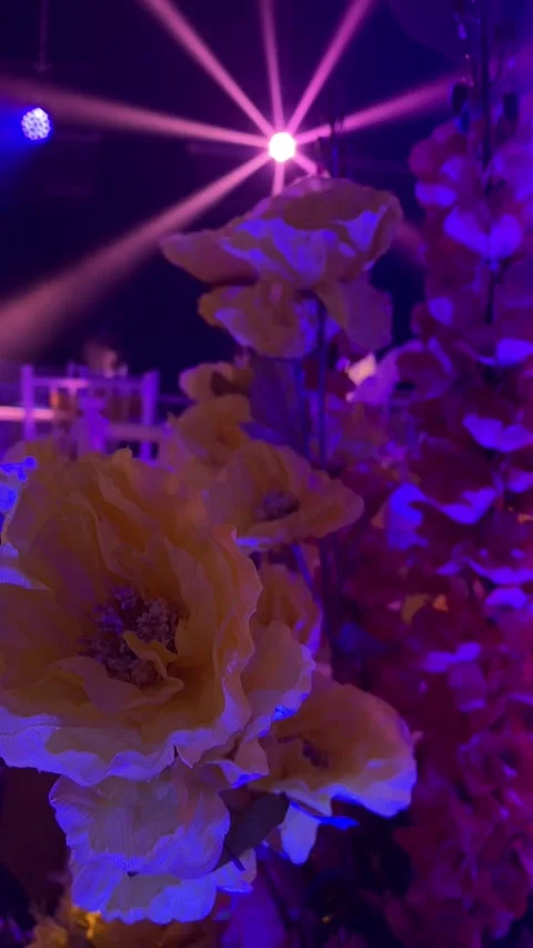 Template lighting beam for wedding Stock Footage 338134834