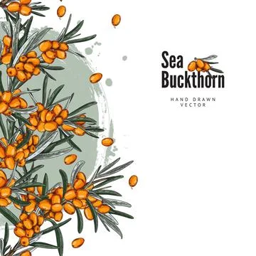 Template with sea buckthorn branches, square vector background, sketch style. Stock Illustration