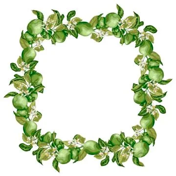 Template square frame wreath with citrus fruit tree branch with lime fruits, Stock Illustration
